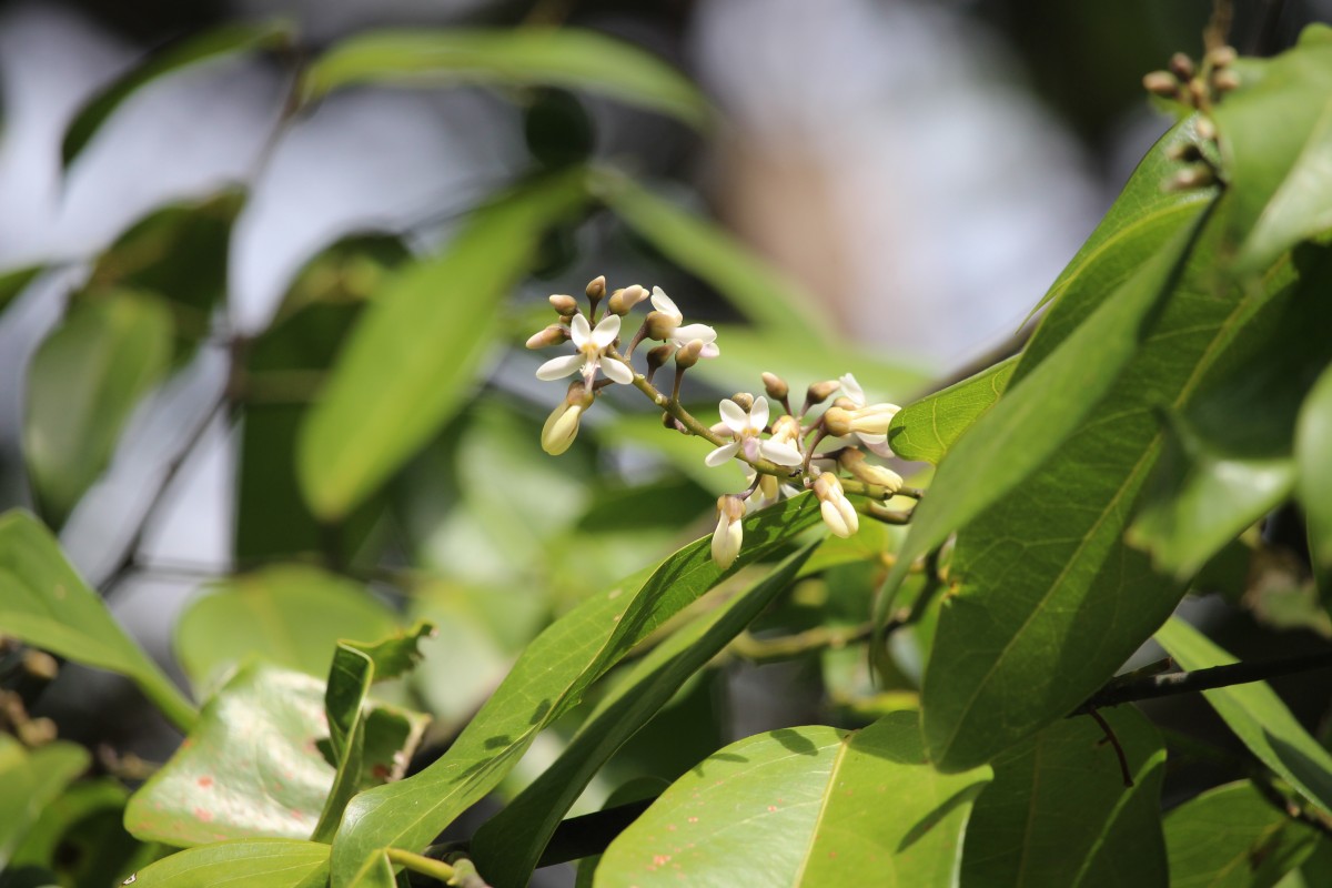 Xanthophyllum zeylanicum Meijden